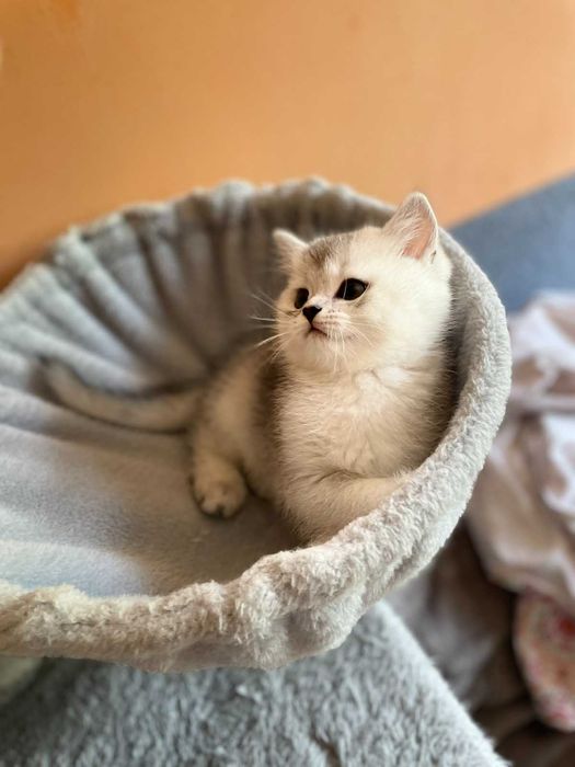 Продавам британски котки
