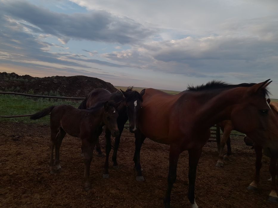 ПРодам лошадей  три головы