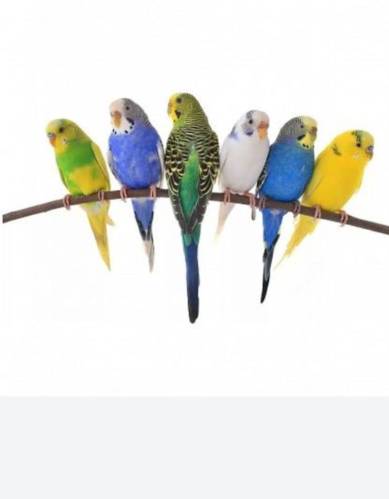 Попугаи волнистые и кореллы