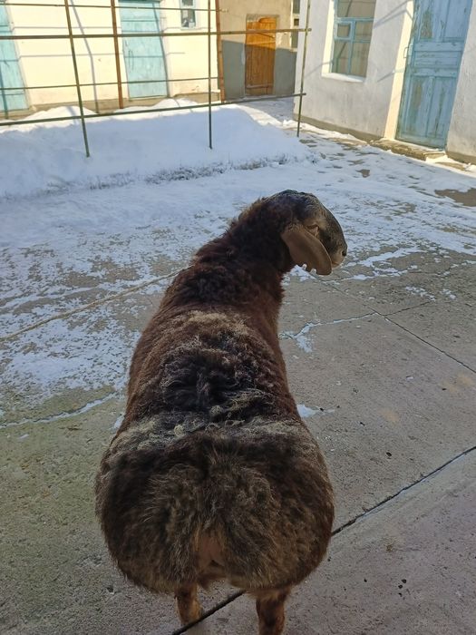 Қошқар 9 айлық  сатылады