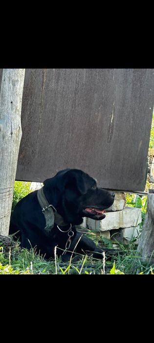 Лабрадор ретривер