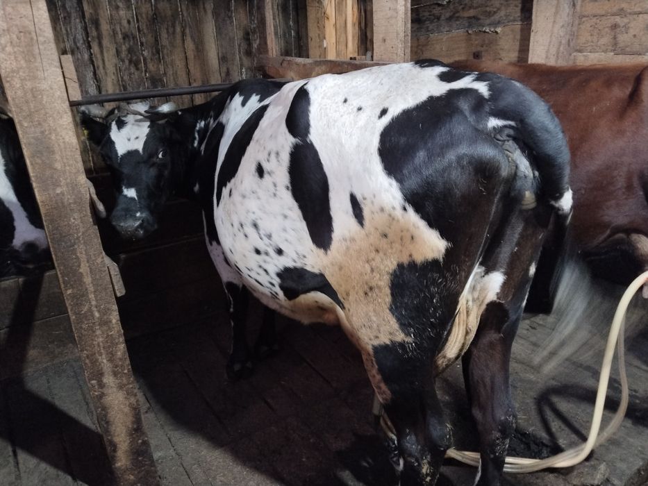 Продам  дойную корову 6 отелом.