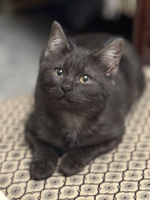 Котята ищут новый дом