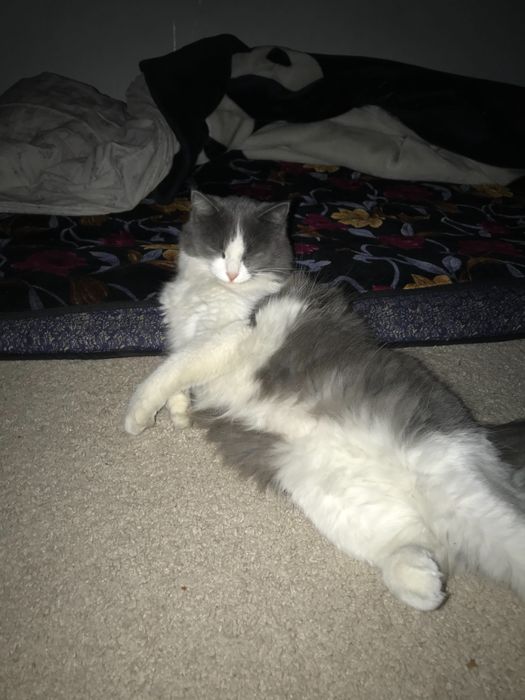 Skotch strayt 2 yosh ikqat toza foldga qoshilgan srochna sotiladi 500