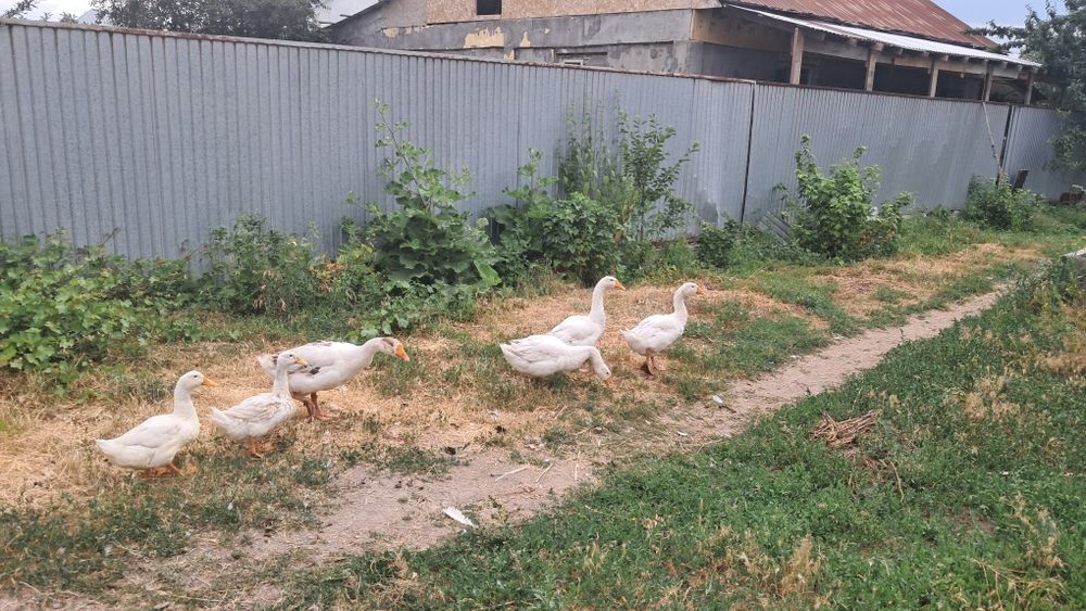 Продам гусей и уток