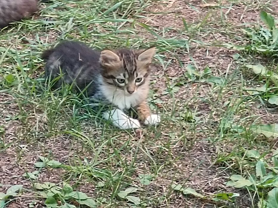 Подарявам котета