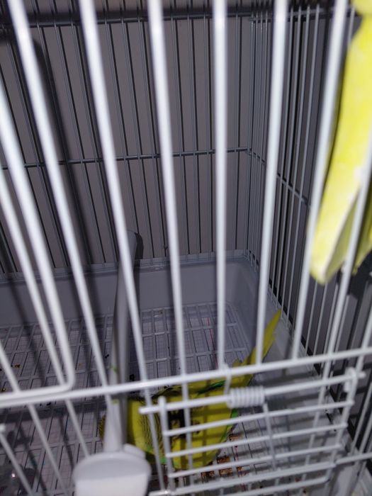 Попугай волнистые