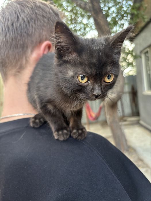 Котенок мальчик в добрые руки