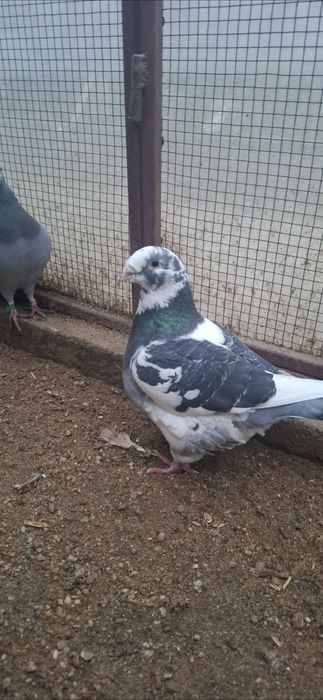 Porumbei Americani de vanzare