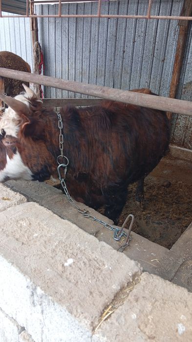 Продаются бычки.1,5года