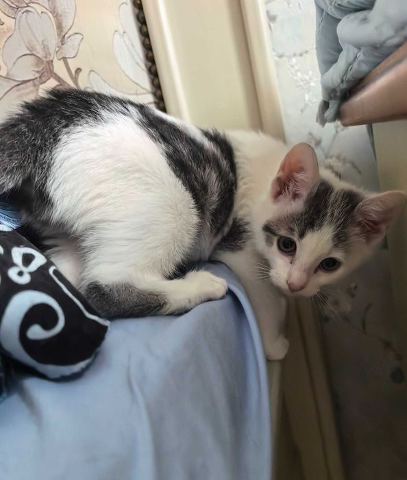 Подарявам мъжко котенце