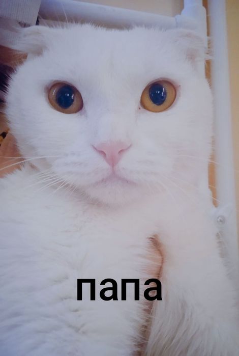 Опатный самец ищет себе жену