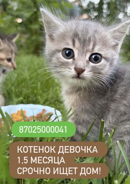 Котята  девочки срочно ищут дом!