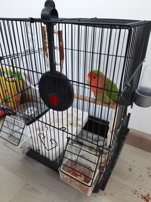 Nerazluchka sotiladi (qafas, ovqat, o‘yincholari bilan)