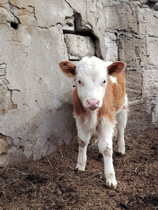 Продам    бычка.