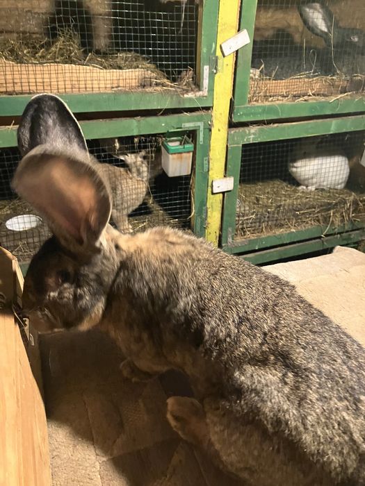 Vind mascul urias gri