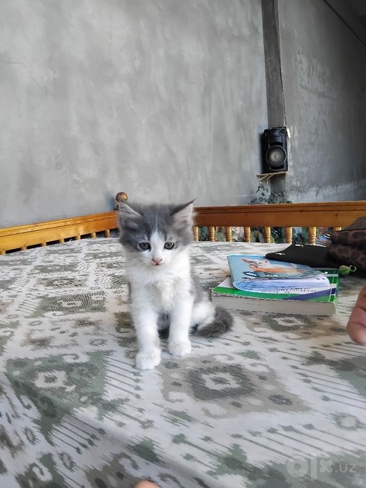 Kulirang oq mishukcha o‘g‘il bola