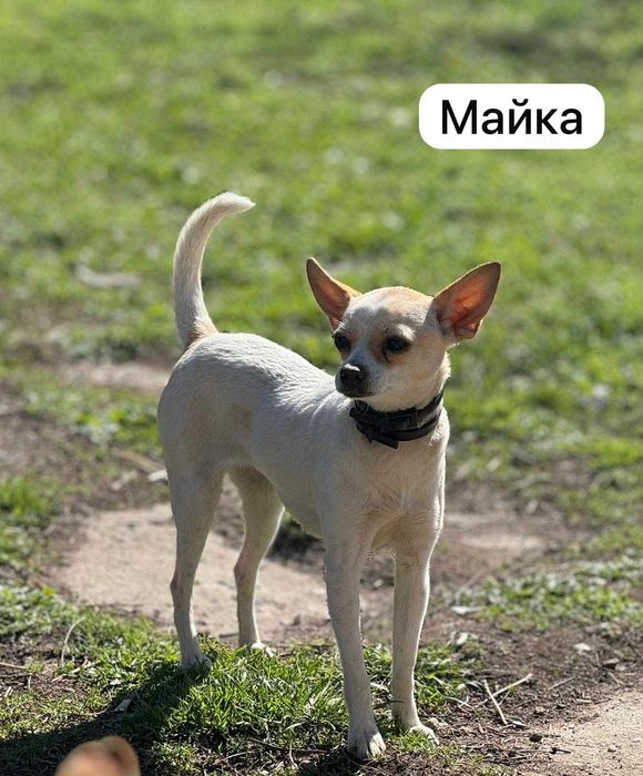 Продавам пинчери