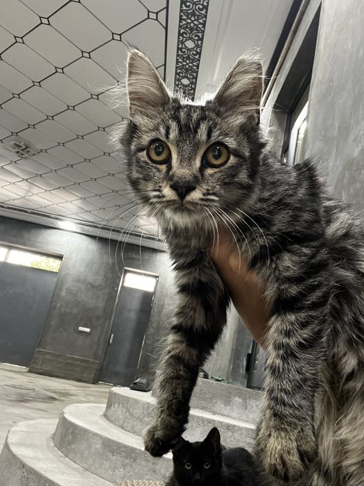 Отдаем в добрые руки 6 месячных котят