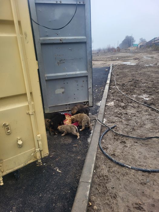 Щенки бесплатно Гульдала