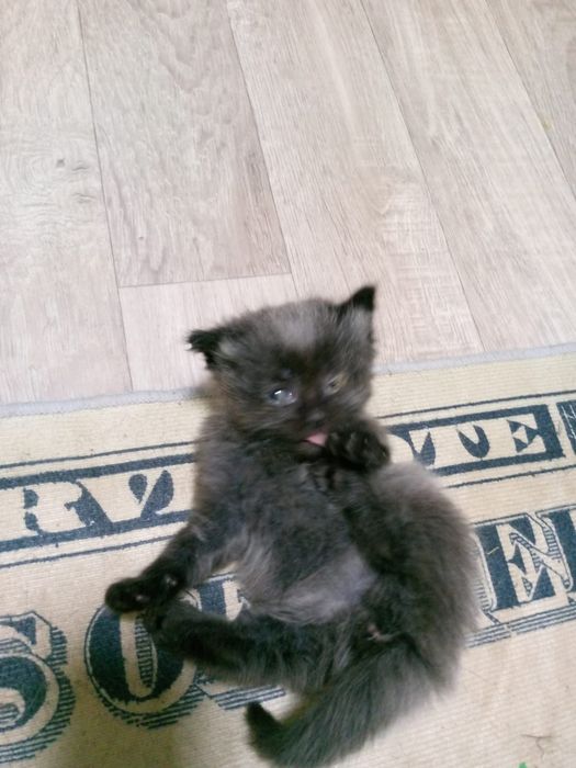 Отдам котят срочно