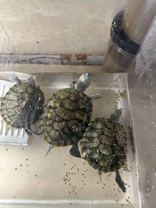 Красноухаие черепахи