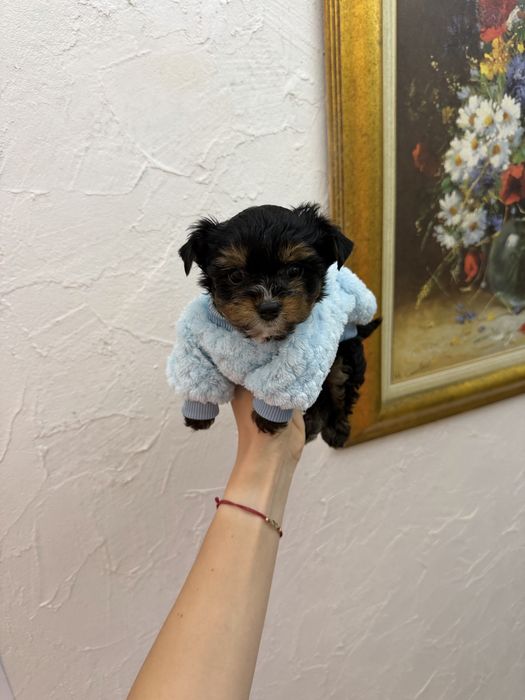 Йоркширски териер мини мъжки йорки