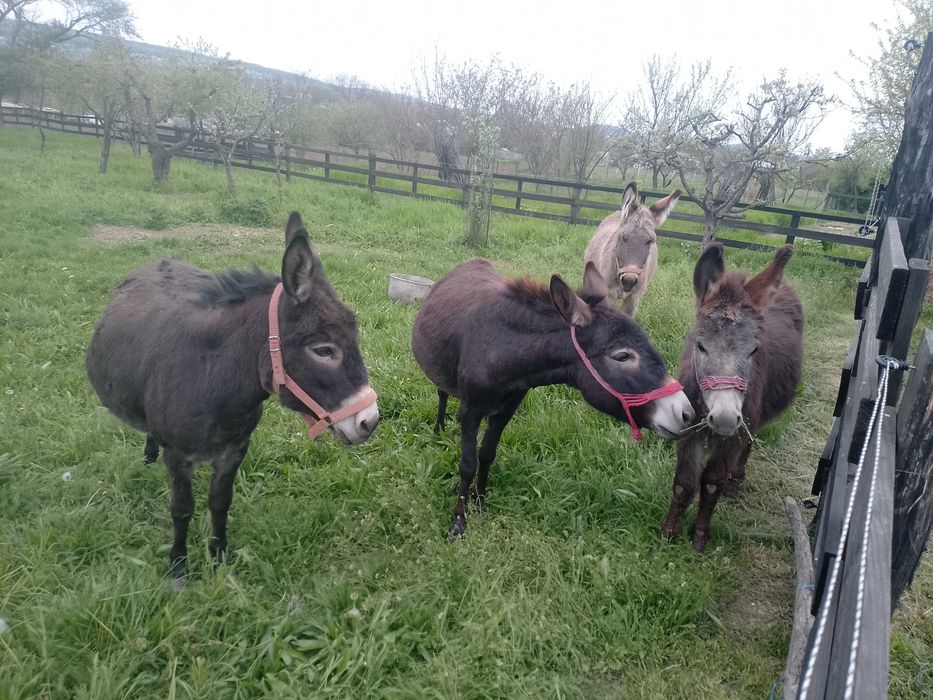 Vând familie de măgari 3 femele și un mascul