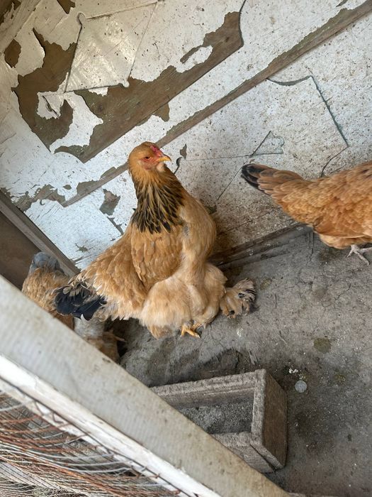 Brama palivi 2 ta tovuq toza qon sotiladi manzil samarqand shahar