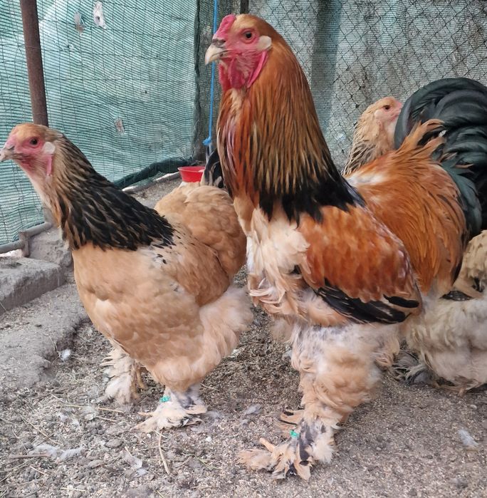 Familii Brahma Hd, Rosu Columbia si gaini albastri din anul trecut