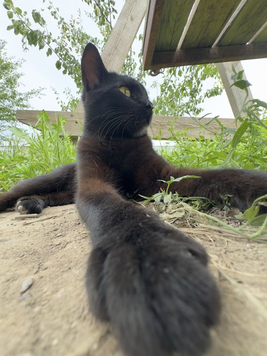Отдам котика в добрые руки !