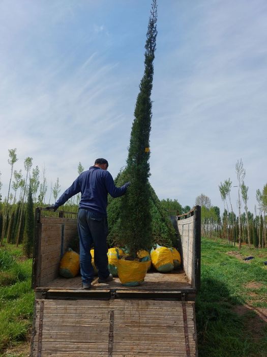 Harxil turdagi archalar daraxtlar bor