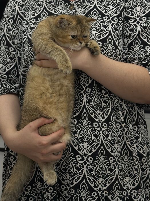 Продается кошечка по имени Мия