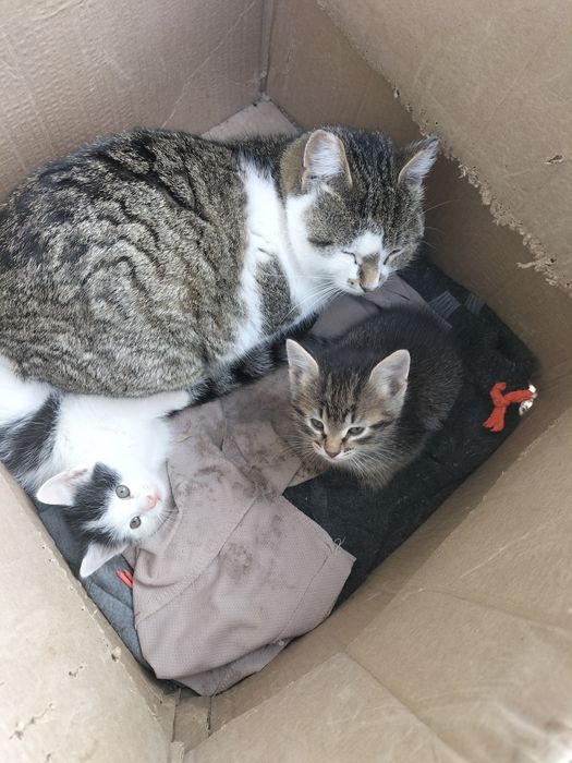 Отдам даром катята в добрые руки.