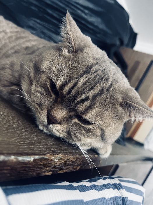 Вязка кот турецкая ангора возрост 1,5 года срочно