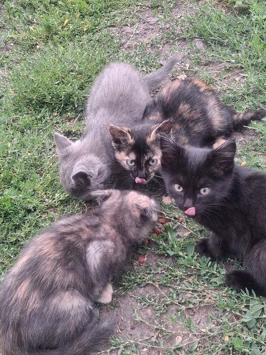 Котята бездомные