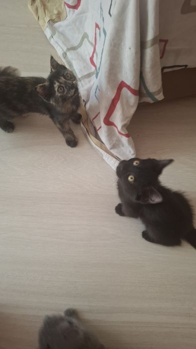 Отдам двухмесячных котят,  чёрного котёнка и кошечку
