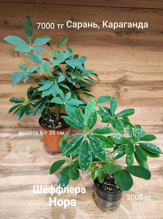 Шефлера разная, Каштан