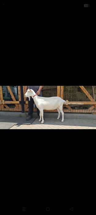 Альпийская козочка