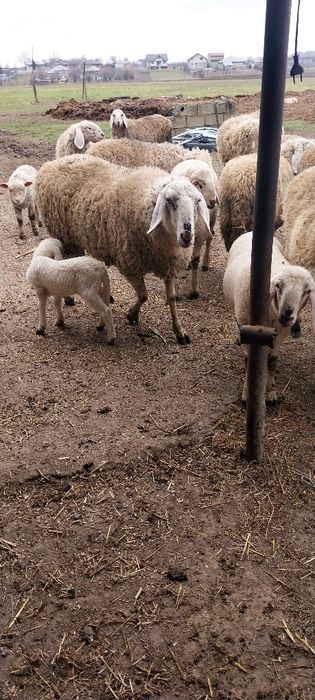 Ovine de vanzare