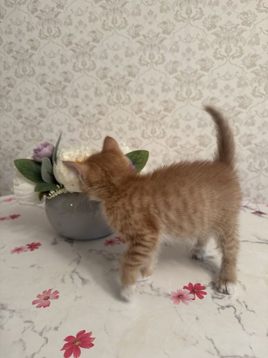 Отдам в добрые руки котенка
