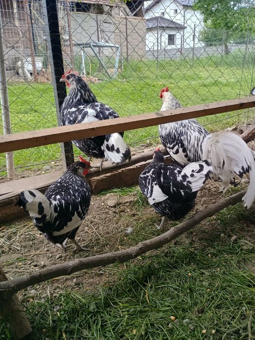 Găini disponibile și pui