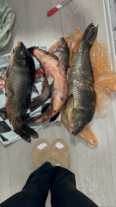 Балық сатылады свежи