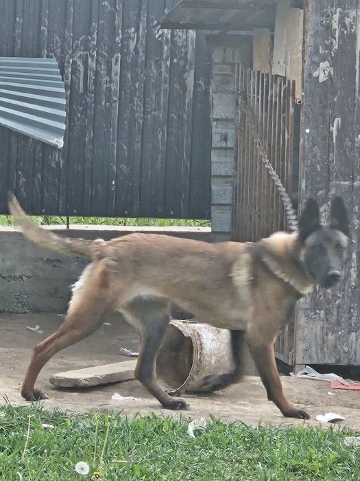 Продам бельгийский овчарка