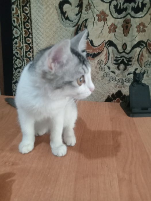 Домашние животные
