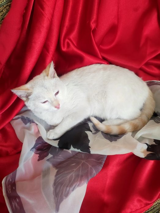 Котенок мальчик 4,5 месяца