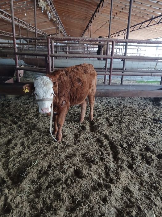 Пішпе бар сатылымда