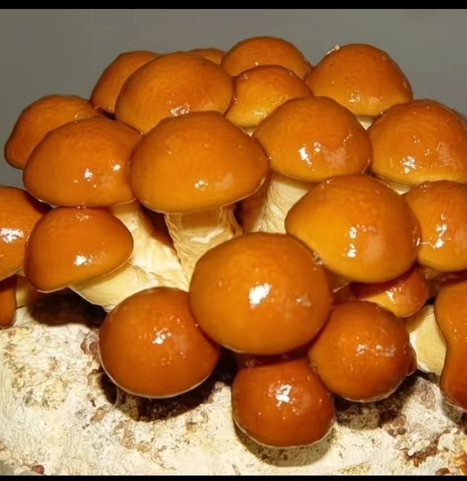 Кузикорин уруги,митсилей эмас таййор дон уруги сотилади.