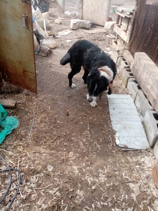 Алабай в хорошие руки