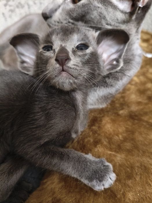 Ориентальные котята экстрим